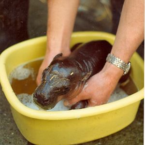 Newborn pygmy hippo