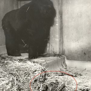 Ya Kwanza, June 1984