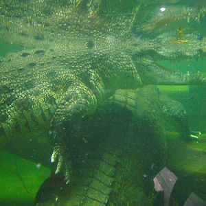 Saltwater Crocodiles underwater