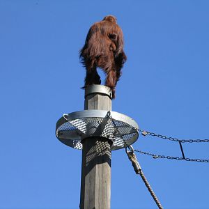 Orangutang - Melbourne Zoo
