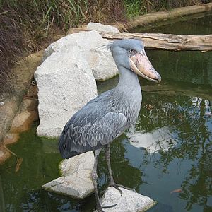 Shoebill in African Wetlands exhibit