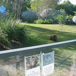Wombat display, Australia Zoo