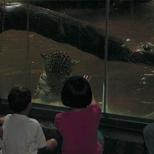 Jaguar Up Close at Singapore Zoo