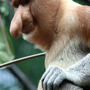 Male Proboscis Monkey "Victo" at Singapore Zoo