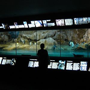 Penguin Parade, Jurong BirdPark