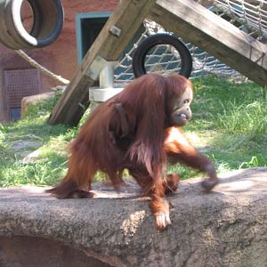 Orangutang - Melbourne Zoo