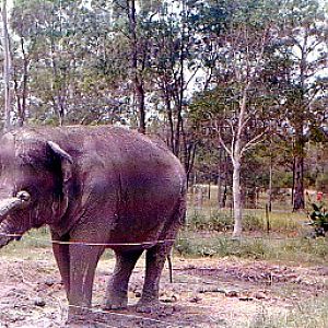 Bullens Lion Park Beenleigh 1974