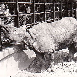 Whipsnade  zoo  UK  Indian Rhino 1972