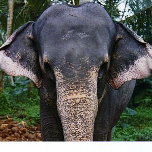Sri Lankan Elephants