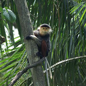 Douc Langur, Singapore Zoo