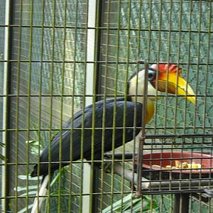 Sunda Wrinkled Hornbill, Jurong BirdPark