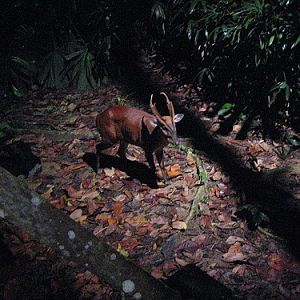 Barking Deer/Muntjac, Night Safari