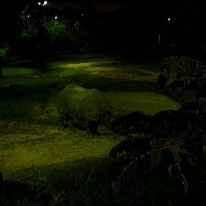 Indian Rhino, Night Safari