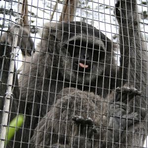 Female silvery gibbon, Taronga Zoo