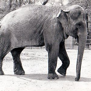Whipsnade Zoo Asian Elephant cow