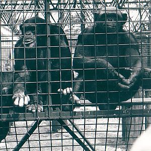 Whipsnade Zoo Chimpanzees