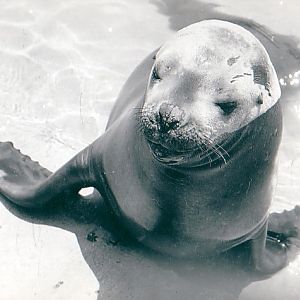 Whipsnade Californian Sea Lion
