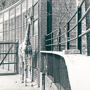 Whipsnade Zoo Giraffe