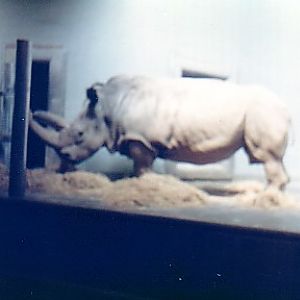 Northern White rhino @ London zoo 1972