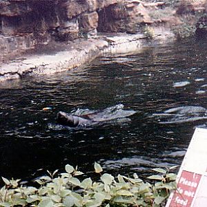 Sealions @ London zoo 1970s