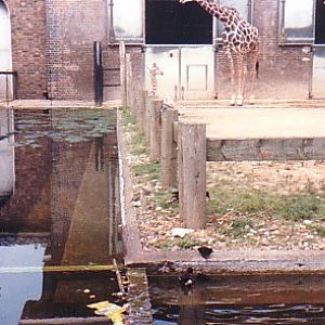 Giraffe exhibit @ London zoo 1987