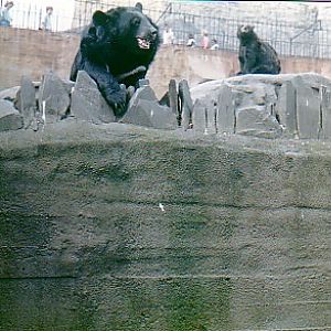 Asian black bears  @ London zoo 1972  (old exhibit)