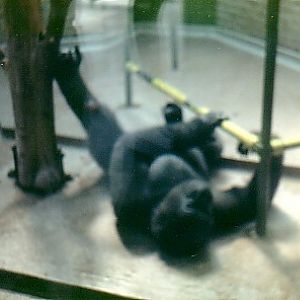 Indoor Gorilla exhibit @ London zoo 1987
