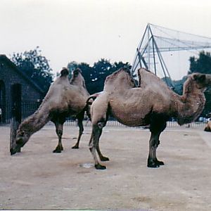 Camels @ London zoo 1987