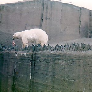 Polar bears London zoo (old exhibit)