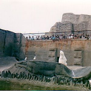 Polar bears (old exhibit) @ London zoo