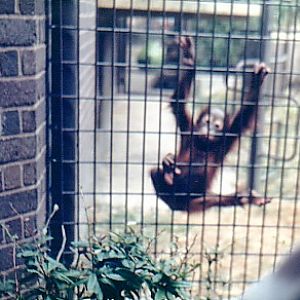 Orang baby @ London zoo  1987