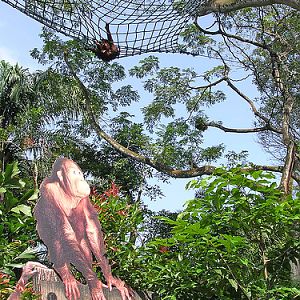 Orang Utans in the trees, Singapore Zoo