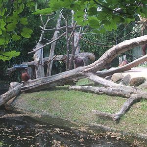 Orang Utan island enclosure, Singapore Zoo