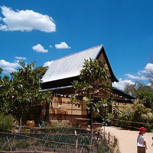 Tree Top Apes and Monkeys - Melbourne Zoo