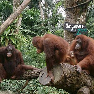 Orang Utan feeding time, Singapore Zoo