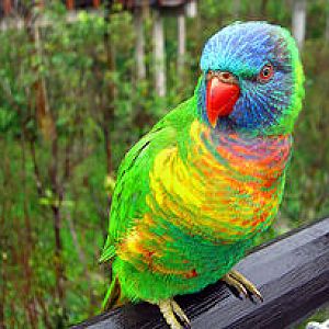 Result of cross-breeding(?)