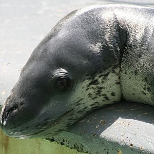 Leopard seal portrait