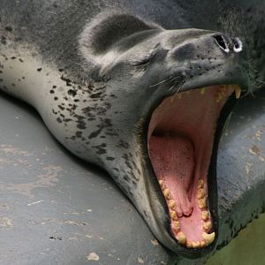 Leopard seal dentition