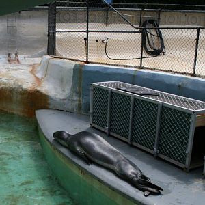 Leopard seal with transport cage