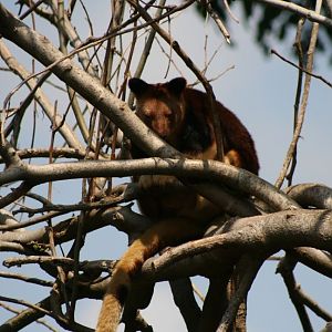Male Goodfellow's Tree-kangaroo