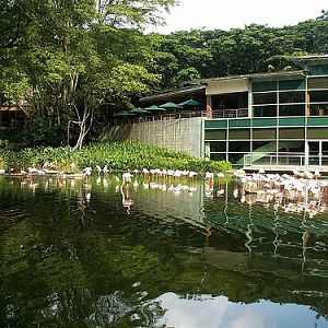 Flamingo Lake, Jurong BirdPark