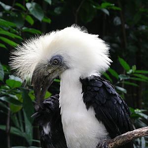 White Crowned Hornbill, Jurong BirdPark