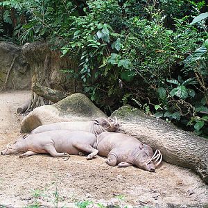 Babirusa, Singapore Zoo
