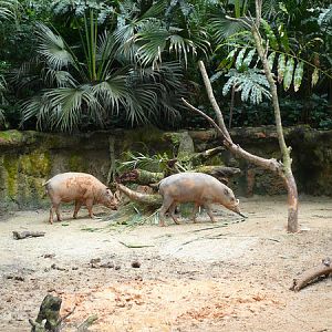 Another view of Babirusa exhibit, Singapore Zoo