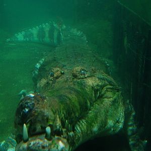 Up Close, Singapore Zoo