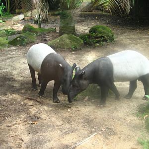 Malayan Tapirs, Singapore Zoo