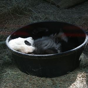 Baby panda, Zoo Atlanta