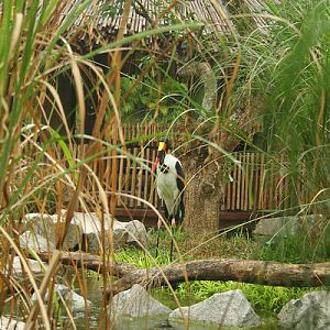 Saddlebill Stork, Jurong BirdPark