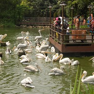Pelican Cove, Jurong BirdPark