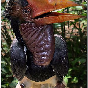 Helmeted Hornbill, Jurong BirdPark